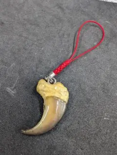 ラムネです、熊の爪ペンダントと熊牙ペンダント、 熊の爪、熊の牙、 ラムネです、熊の爪ペンダントと熊牙ペンダント、 熊の爪、熊の牙、