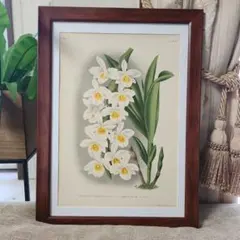 ビンテージ植物図鑑リトグラフ Yahoo!オークション - [1887年]ドイツの古い植物のリトグラフ16