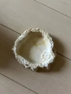 파충류 먹이기/물주기