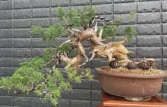 盆栽 黒松 古木 模様木 中品盆栽 松 安 - メルカリ