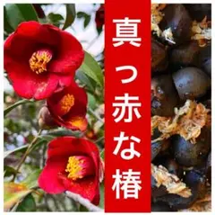 2026年最新】ツバキ 植木の人気アイテム - メルカリ