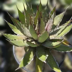 一点物】オバティフォリア 斑入り 実生 Ver.1｜大株(オルカ/キラー好き
