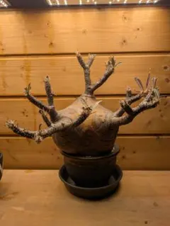 2025年最新】グラキリス 現地球の人気アイテム - メルカリ