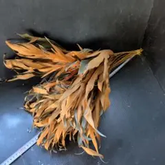 Item thumbnail for item 366f3a4d-ef03-4095-a7d6-02fd02e19848