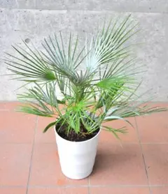 2025年最新】チャメロプス フミリス セリフェラの人気アイテム