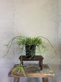 ☘観葉植物☘ホヤ リネアリス ㉑抜き苗 - メルカリ