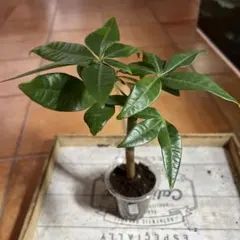 とらとら様 リクエスト 3点 まとめ商品