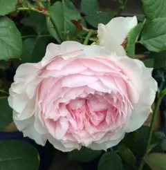 【同梱で２鉢目〜¥1000お値引き】訳あり！バラ芽接ぎ苗／中苗／５号鉢／ロ