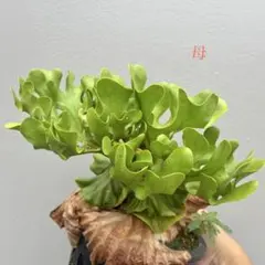 【美麗】ビカクシダ　リドレイドワーフのサムネイル