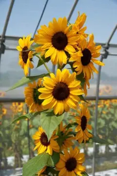 Yuan様 リクエスト 2点 まとめ商品