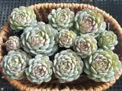 【2000フォロー感謝品】リトルレッドボート⑥★カット苗★エケベリア★多肉植物