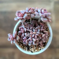 ecodesu様 リクエスト 2点 まとめ商品