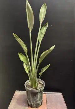 2026年最新】ストレリチア ノンリーフの人気アイテム - メルカリ