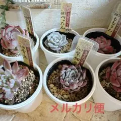 2025年最新】おらいさん苗 青鬼の人気アイテム - メルカリ