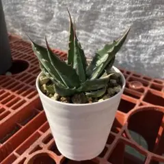 悪猫様 リクエスト 2点 まとめ商品