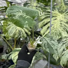 モンステラ デリシオーサ ベトシオーサ 組織培養苗 順化前 10株まとめ