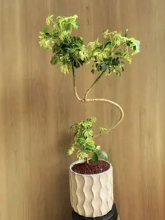 【多肉植物】【塊根植物】【観葉植物】　フィカス　バンビーノ　盆栽味がある曲付け 多肉植物】【塊根植物】【観葉植物】 フィカス バンビーノ 盆栽味が