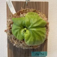 送料込み‼︎メルカリ便】ビカクシダ リドレイ ワイド ridleyi wide