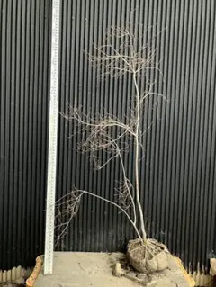 2026年最新】山採り ツツジの人気アイテム - メルカリ