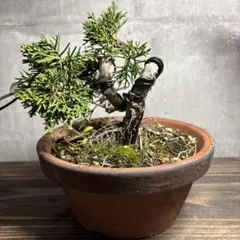 真柏 創作盆栽 ミニ盆栽 半懸崖 シンパク - メルカリ