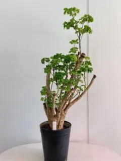 超特価！ポリシャス ロベル 苗 苗木 観葉植物 7号鉢 - メルカリ