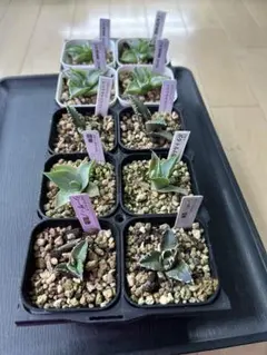 チタノタ「スーパーシーザー錦」極美株 鉢ごと発送 アガベ チタノタ オテロイ スーパーシーザー 中株 狂刺 3 子株