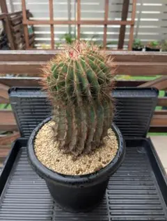 フェロカクタス 赤鳳1-1 セキホウ ドライガーデン ロックガーデン 7号