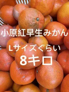 2026年最新】小原紅早生みかんの人気アイテム - メルカリ
