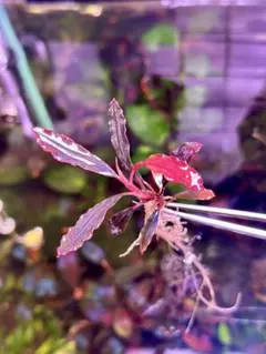 2026年最新】ゴーストカリマンタンの人気アイテム - メルカリ