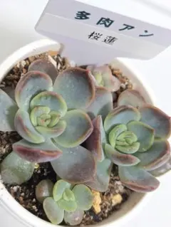 最終価格　桜蓮　多肉アンさん苗　多肉植物のサムネイル
