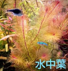 1本 5cm ルドウィジア インクリナータ キューバ斑入り 水中葉 - メルカリ