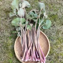 つわぶき　熊本産　3kg