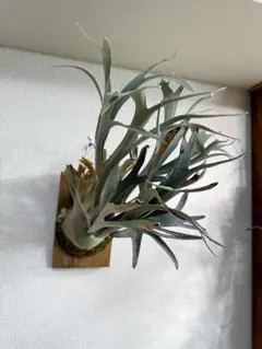 2026年最新】snow queen ビカクシダの人気アイテム - メルカリ