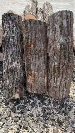 [ポムさん様専用]原木なめこ1本・原木椎茸4本・原木ヒラタケ2本