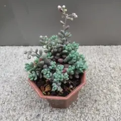 多肉植物 ミニ寄せ植え 黒のビニールポットごと発送です♪ - メルカリ