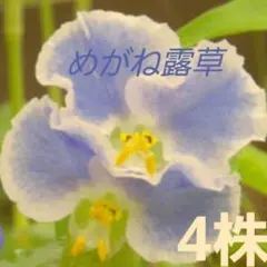 めがね露草 4株のサムネイル