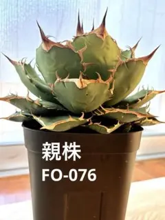 【極上子株】アガベ FO076のサムネイル