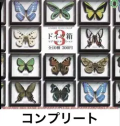 2025年最新】タテハの人気アイテム - メルカリ