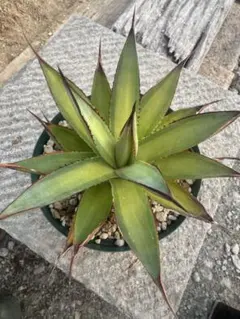22 アガベ吹上 (agave stricta)美株 - メルカリ