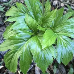 Item thumbnail for item 5dbe0059-ee5f-4e15-9c86-71779e6dd010