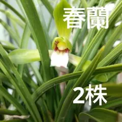 2026年最新】春蘭の人気アイテム - メルカリ