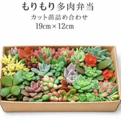 多肉植物カット苗弁当 19cm x 12cmもりもり多肉弁当