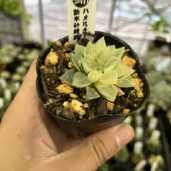 ハオルチア 新氷砂糖錦 斑入り 抜き苗発送 ハオルチア 新氷砂糖錦子株付き斑入り 抜き苗発送 - メルカリ