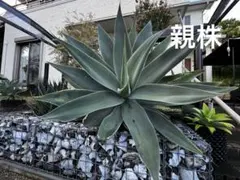 2026年最新】ボーチンブルーの人気アイテム - メルカリ