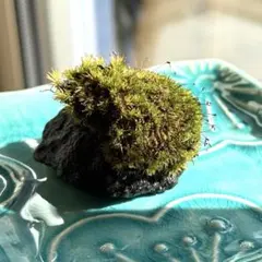 2026年最新】盆栽流木の人気アイテム - メルカリ