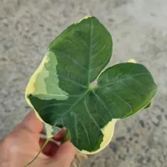 レモンジーナ様 リクエスト 2点 まとめ商品