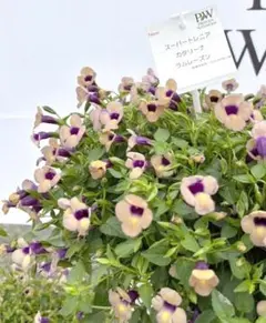 maasa様 リクエスト 3点 まとめ商品