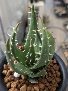Aloe melanacantha アロエ メラナカンサ 親株 多肉植物 - メルカリ