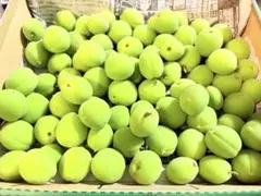 青森県産　青梅　小粒のサムネイル