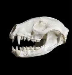 ヒョウの頭骨・樹脂製実物大精密コピー【超リアル】頭蓋骨、解剖学